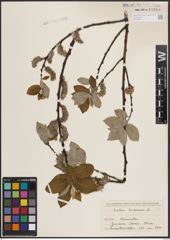 Foto von Salix caprea L.